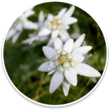 Albaspine